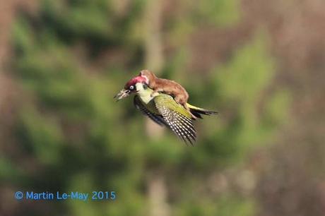 El pájaro carpintero y la comadreja voladora: la secuencia completa.