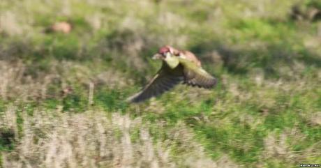 El pájaro carpintero y la comadreja voladora: la secuencia completa.