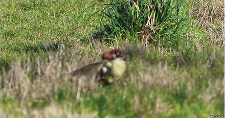 El pájaro carpintero y la comadreja voladora: la secuencia completa.