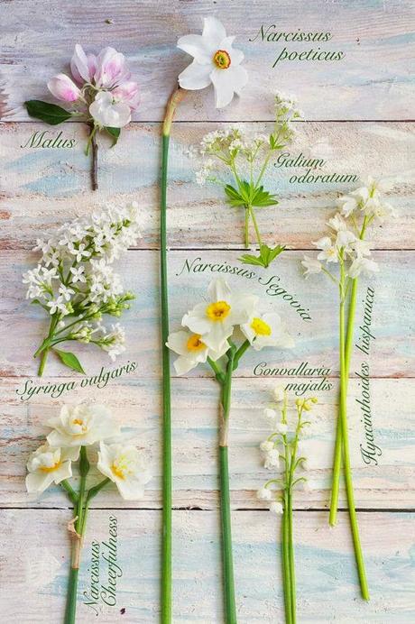 Botanical Decorations