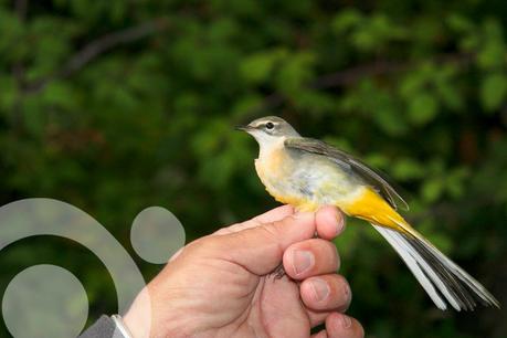 aprender de pajaros