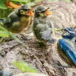 Como atraer aves a mi jardín