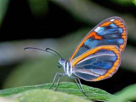 LAS HOJAS DE JULIA - María Jeunet