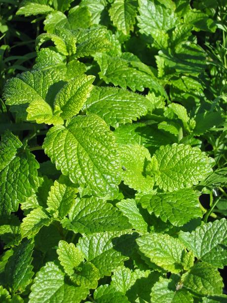 Melissa Officinalis
