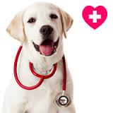 Dogtor