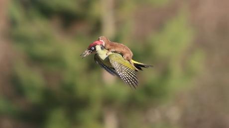 comadreja-pajaro-carpintero