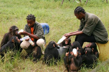 alimentando bebes chimpas tchimpounga- Instituto Jane Goodall- Movilízate por la selva