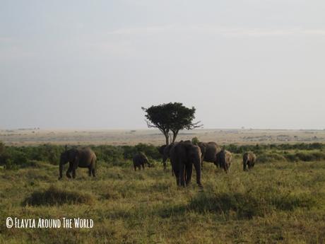 Elefantes en Masai Mara