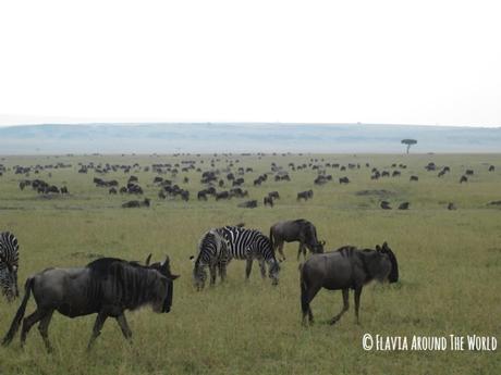 Cebras y ñúes en Masai Mara