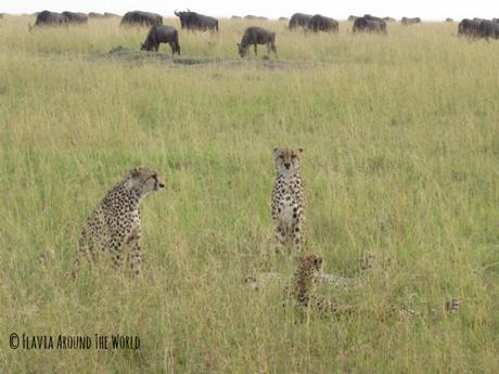 Guepardos en Masai Mara