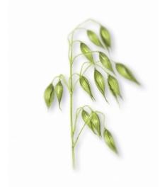 AvenaChampú Extra-suave a la Leche de Avena de Klorane, 