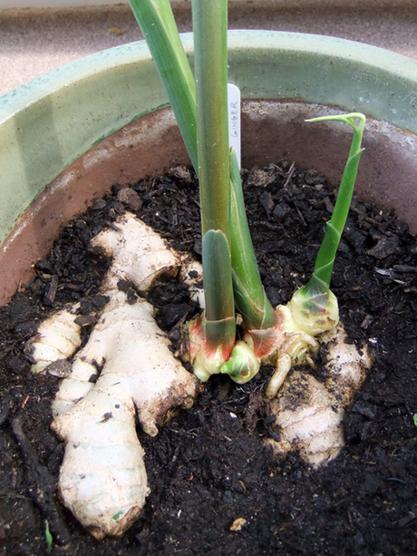 Cómo cultivar Jengibre en casa PLANTAR-EL-JENGIBRE