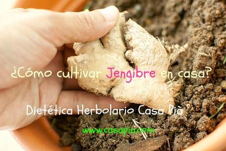 Cómo cultivar Jengibre en casa como-cultivar-jengibre-en-casa-o-en-tu-jardin-04 (1)