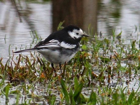 LAS ZONAS INUNDABLES SE INUNDAN COMO BIEN SABEN LAS AVES