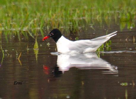 LAS ZONAS INUNDABLES SE INUNDAN COMO BIEN SABEN LAS AVES