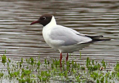 LAS ZONAS INUNDABLES SE INUNDAN COMO BIEN SABEN LAS AVES