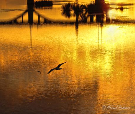 Gaviota, reflejos del puente y Guadiana