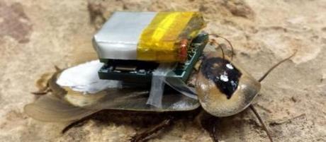 Perfeccionan un sistema para dirigir cucarachas por control remoto