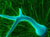 familia proteínas controla resistencia plantas sequía