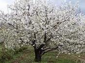 fuera...un árbol...?