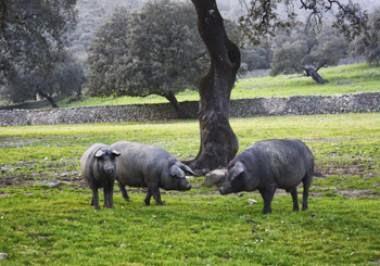 JORNADAS DEDICADAS AL CERDO IBÉRICO EN LOS RESTAURANTES DEL CORTE INGLES