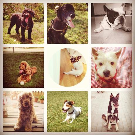 Descubri a Cherry cherry adam dogsitter