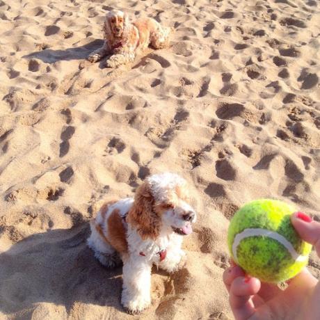 Descubri a Cherry cherry adam dogsitter