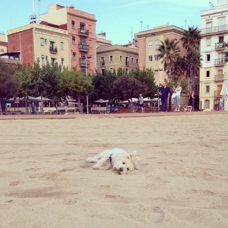 Descubri a Cherry cherry adam dogsitter