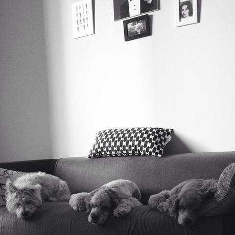 Descubri a Cherry cherry adam dogsitter