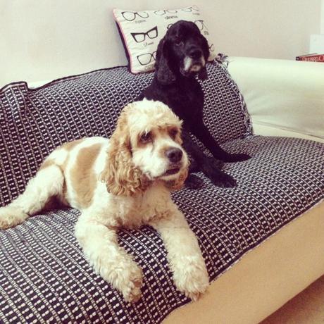 Descubri a Cherry cherry adam dogsitter