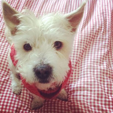 Descubri a Cherry cherry adam dogsitter