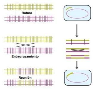 Mecanismo de recombinación homóloga. Fuente: http://cvb.ehu.es/