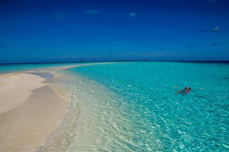 El pez-Carol flota en el sandbank