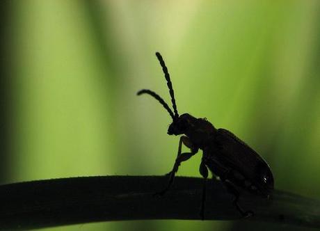 Escarabajo a Contraluz