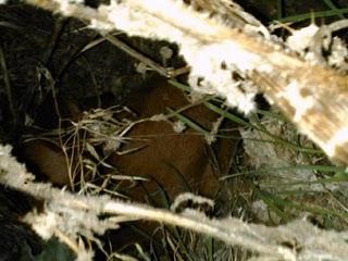 RACHEL, cachorrita aterrorizada acurrucada en un arroyo infesto!