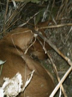 RACHEL, cachorrita aterrorizada acurrucada en un arroyo infesto!