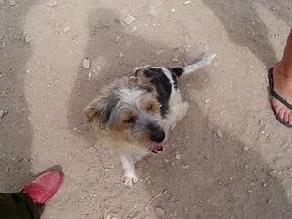 ALMA, PERRITA A LA QUE QUEMARON VIVA...