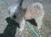 Happy, después años, acaba refugio. (Alicante)