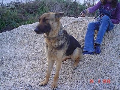 Laika y Sansón buscan un hogar.