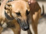 Martina. Mixta galga busca familia.