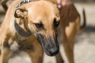 Martina. Mixta de galga busca una familia.