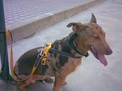 Flopi busca nuevo hogar. (Córdoba)