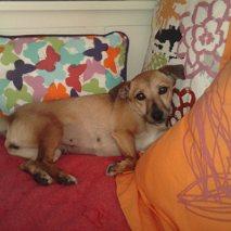 Nena. Maltratada física y psicológicamente. (Madrid)