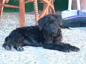 Cachorra cruce schnauzer abandonada ferretería. Chiclana (Cádiz)