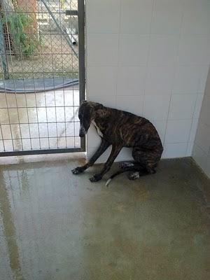 Galguita aterrorizada