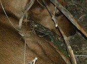 RACHEL, cachorrita aterrorizada acurrucada arroyo infesto!