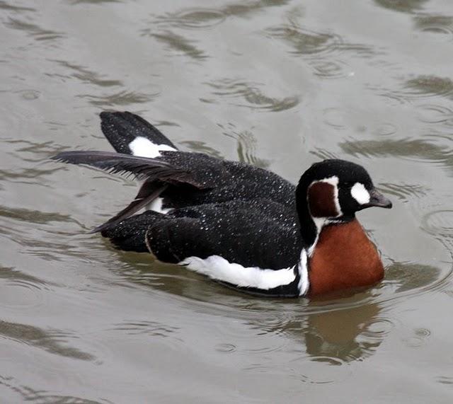 BARNACLA CUELLIROJA-BRANTA RUFICOLLIS-RED BREASTED GOOSE BARNACLA CUELLIROJA-BRANTA RUFICOLLIS-RED BREASTED GOOSE