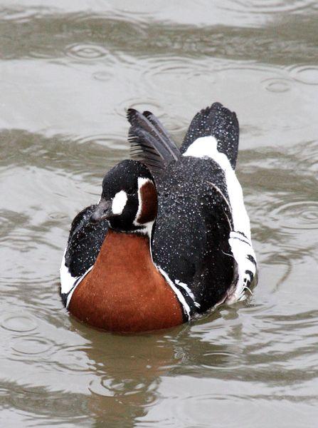 BARNACLA CUELLIROJA-BRANTA RUFICOLLIS-RED BREASTED GOOSE BARNACLA CUELLIROJA-BRANTA RUFICOLLIS-RED BREASTED GOOSE
