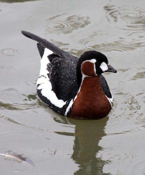 BARNACLA CUELLIROJA-BRANTA RUFICOLLIS-RED BREASTED GOOSE BARNACLA CUELLIROJA-BRANTA RUFICOLLIS-RED BREASTED GOOSE