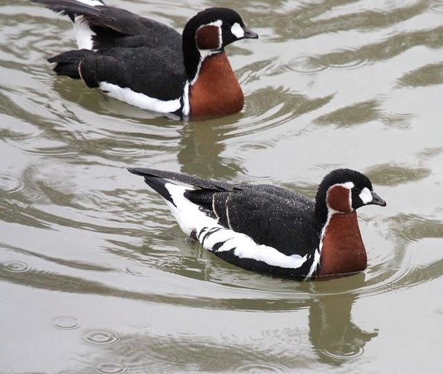 BARNACLA CUELLIROJA-BRANTA RUFICOLLIS-RED BREASTED GOOSE BARNACLA CUELLIROJA-BRANTA RUFICOLLIS-RED BREASTED GOOSE